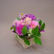京都府京都市東山区花幸の花　キュートピンク