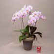 京都府京都市東山区花幸の花　ピンクミディー胡蝶蘭（さくら子系）